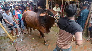 গাবতলী হাটে কোরবানির পশু