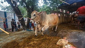 ঢাকার হাট ভরে উঠছে কোরবানির পশুতে