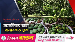 গাছ থেকে নামল সাতক্ষীরার গোপালভোগ আর গোবিন্দভোগ