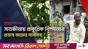 নিম্নচাপের প্রভাবে লোকসানের শঙ্কায় সাতক্ষীরার আম ব্যবসায়ীরা