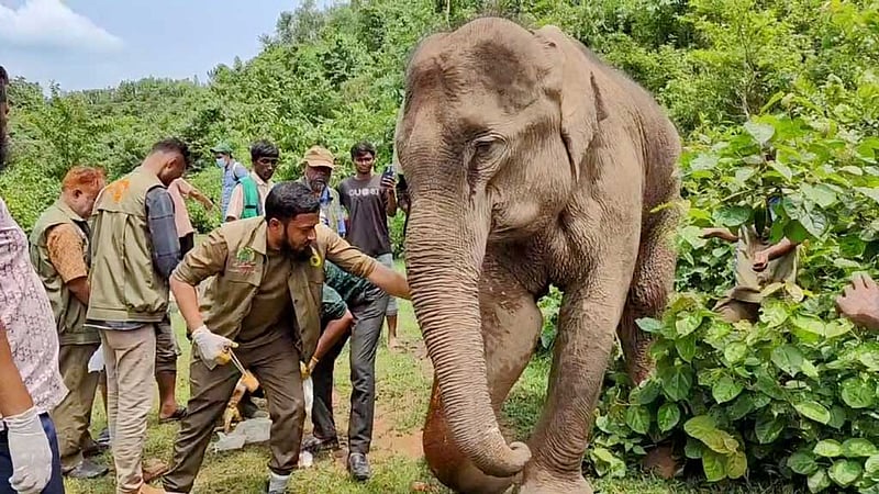 শেরপুরের নালিতাবাড়ী সীমান্তে সেই বন্যহাতির দ্বিতীয় দফা চিকিৎসা