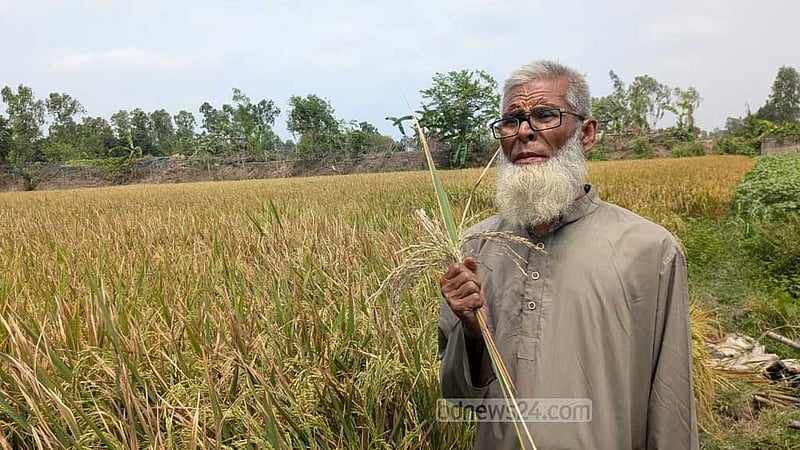 সিরাজগঞ্জে ইটভাটার ধোঁয়ায় ১৫ বিঘা জমির ধান পুড়ে যাওয়ার অভিযোগ
