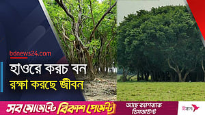 জামালগঞ্জে করচ বন: দুর্যোগে রক্ষাকবচ, সবুজের নান্দনিকতায় চোখের প্রশান্তি