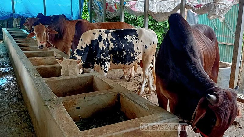 কোরবানি ঈদ: চাহিদার চেয়ে ২৯ হাজার বেশি গবাদি পশু প্রস্তুত টাঙ্গাইলে