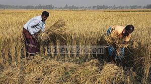 ৫০ টাকা কেজি দরে আমন চাল কিনবে সরকার