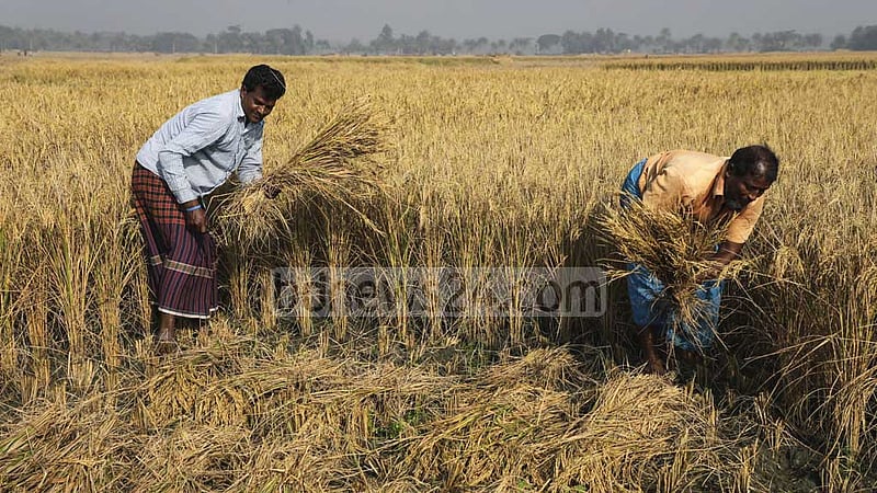৫০ টাকা কেজি দরে আমন চাল কিনবে সরকার