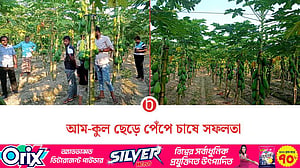 শার্শায় নতুন জাতের পেঁপে চাষে তাক লাগালেন কৃষি উদ্যোক্তা