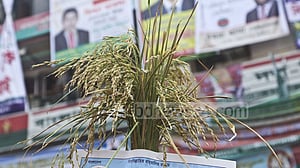 কোন আসনে বিএনপির কে প্রার্থী