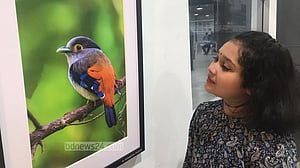 মুগ্ধতা ছড়ালো চিকিৎসকের ক্যামেরায় পাখির মোহনীয় ভঙ্গি