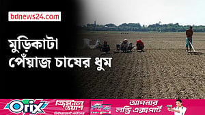 ফরিদপুরে ‘মুড়িকাটা’ পেঁয়াজ আবাদে ব্যস্ত চাষিরা