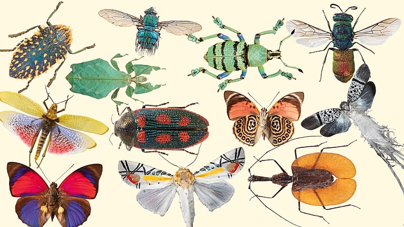 পৃথিবীর ‘সবচেয়ে আকর্ষণীয়’ ১১ পোকামাকড়