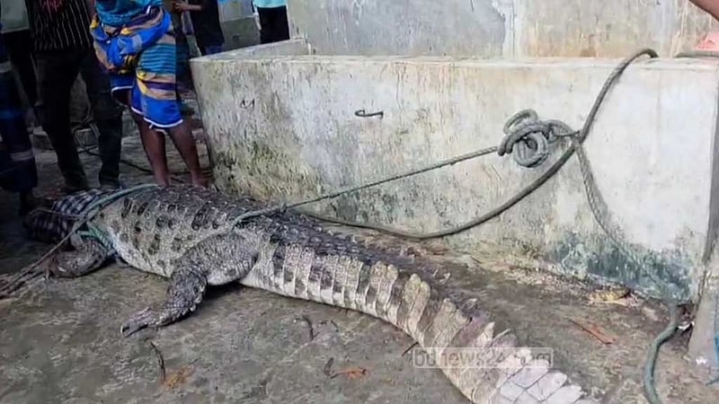 স্থানীয়দের ফাঁদে ধরা পড়ল পদ্মার শাখা নদীর সেই কুমির