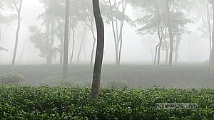 শ্রীমঙ্গলে মৌসুমের সর্বনিম্ন তাপমাত্রা