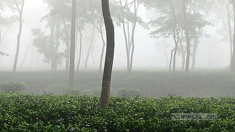 শ্রীমঙ্গলে মৌসুমের সর্বনিম্ন তাপমাত্রা