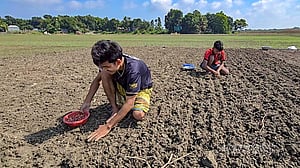 মুড়িকাটার আবাদ শুরু