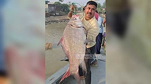 পদ্মার এক কাতল বিক্রি হল ৫৫ হাজার টাকায়