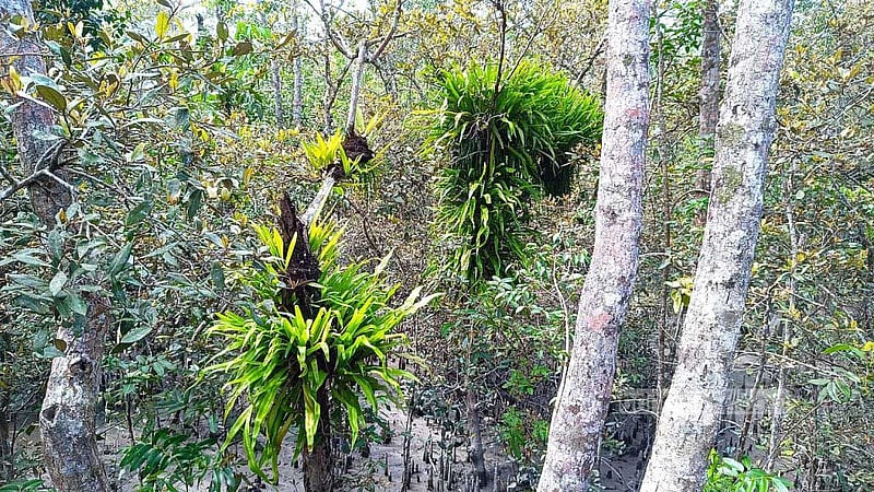 লবণাক্ততা-পরগাছায় সংকটে সুন্দরবনের ‘সুন্দরী’