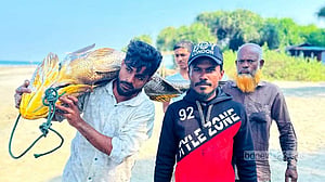 সাগরে ধরা পড়ল ৩৩ কেজির ‘কালো পোয়া’, দাম হাঁকা হচ্ছে ১২ লাখ টাকা