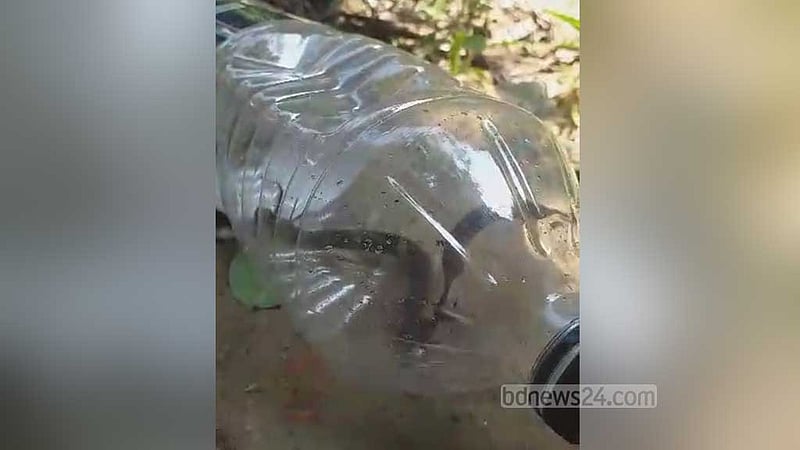 চাঁদপুরে বসত বাড়িতে ১২ গোখরা