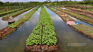 পিরোজপুরে ভাসমান পদ্ধতিতে সবজি চাষ