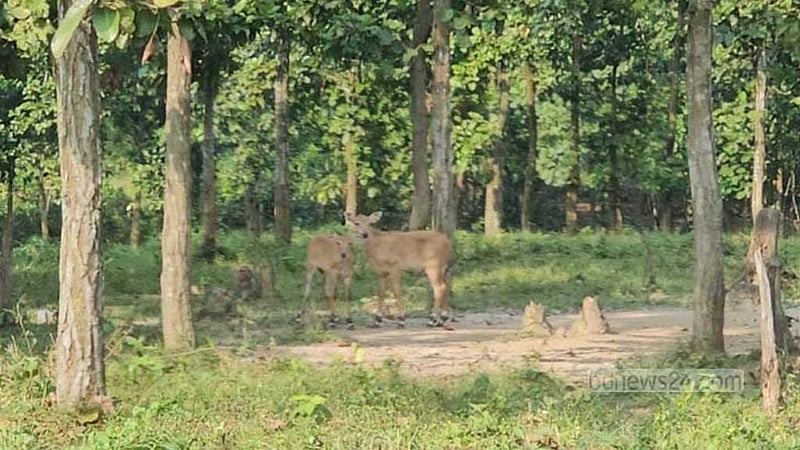 গাজীপুর সাফারি পার্কে দুই নীলগাই শাবকের জন্ম
