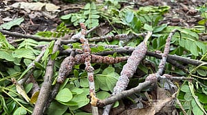 গোপালগঞ্জে জীবিকার নতুন উৎস লাক্ষা পোকার ‘রজন’