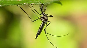 রেকর্ড গরমের পর প্রথমবার মশার দেখা মিলল আইসল্যান্ডে