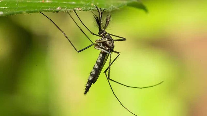 রেকর্ড গরমের পর প্রথমবার মশার দেখা মিলল আইসল্যান্ডে