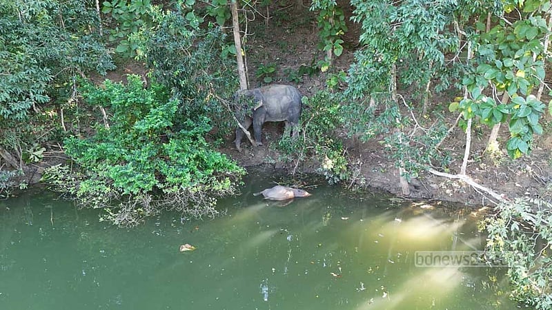 রাঙামাটির হ্রদে ডুবে সেই ‘বিরল গোলাপী’ হাতি শাবকের মৃত্যু