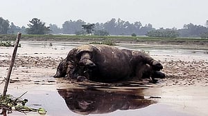 কুড়িগ্রামে দুধকুমার নদীতে ভেসে এল মৃত গন্ডার