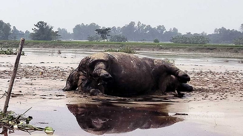 কুড়িগ্রামে দুধকুমার নদীতে ভেসে এল মৃত গন্ডার