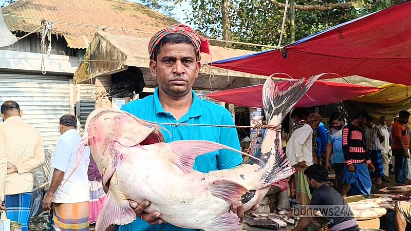 পদ্মা থেকে বিপন্ন প্রজাতির ২ বাঘাইড় ধরে বিক্রি করল জেলেরা