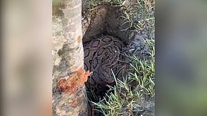 মেঘনার তীরে ‘রাসেল ভাইপার’, পিটিয়ে হত্যা