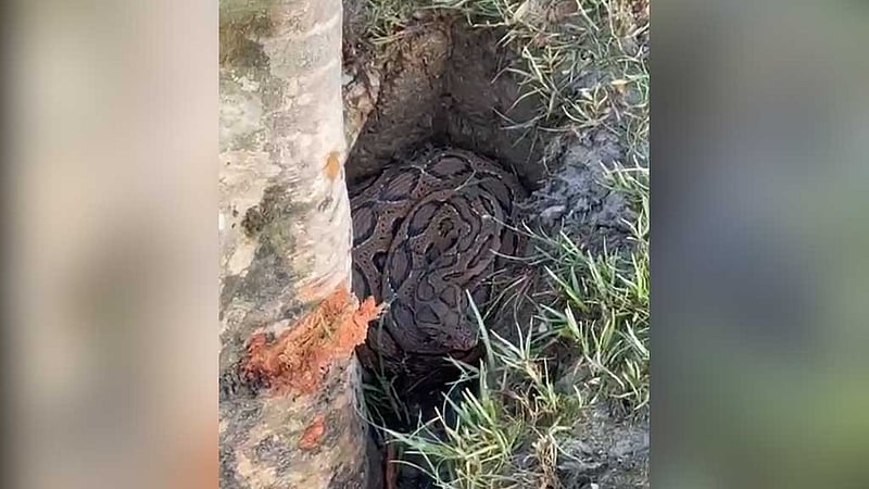 মেঘনার তীরে ‘রাসেল ভাইপার’, পিটিয়ে হত্যা