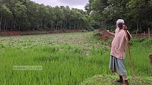 শেরপুরে বন্যহাতির হামলায় আমনের ক্ষতি, দিশেহারা কৃষকরা