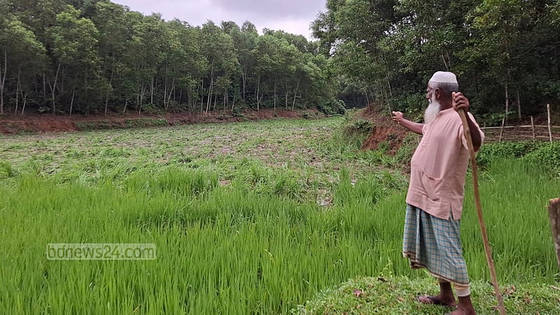 শেরপুরে বন্যহাতির হামলায় আমনের ক্ষতি, দিশেহারা কৃষকরা