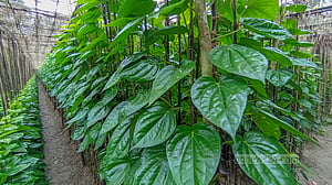 পানের পণ ৫ টাকা