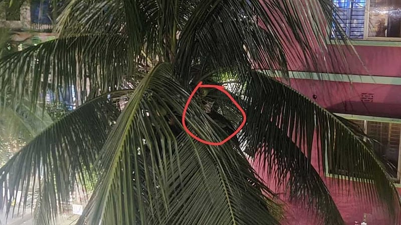 নারিকেল গাছের মাথায় ওঠা বিড়াল উদ্ধার করল ফায়ার সার্ভিস