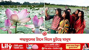 পদ্মের সৌন্দর্যের টানে মুখরিত গোপালগঞ্জের বিল