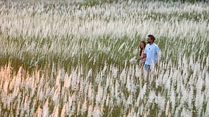 সারিঘাটে চোখজুড়ানো কাশফুল