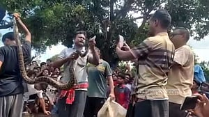 কুড়িগ্রামে গাছ থেকে ১০ ফুট লম্বা অজগর উদ্ধার