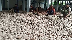 আলুর সরকারি দাম ২২ টাকা, কৃষক পাচ্ছেন ১৩ টাকা