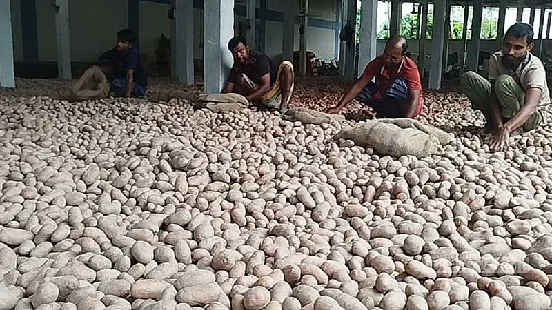 আলুর সরকারি দাম ২২ টাকা, কৃষক পাচ্ছেন ১৩ টাকা