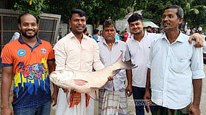 মানিকগঞ্জে পদ্মায় জেলের জালে ১১ কেজির কাতল, বিক্রি ১৪ হাজারে