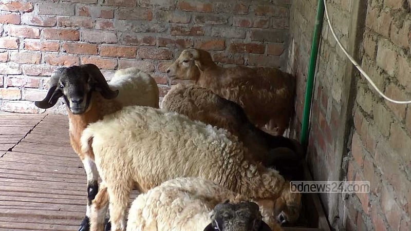 বাকৃবির ভেড়া চুরি: গবেষণা বন্ধ, তৎপর পুলিশ