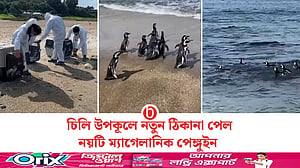 চিলি উপকূলের মুক্ত পরিবেশে ফিরল নয়টি ম্যাগেলানিক পেঙ্গুইন