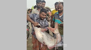 পদ্মায় ধরা পড়ল ২৫ কেজির পাঙাস, ৬৩ হাজা‌রে বি‌ক্রি