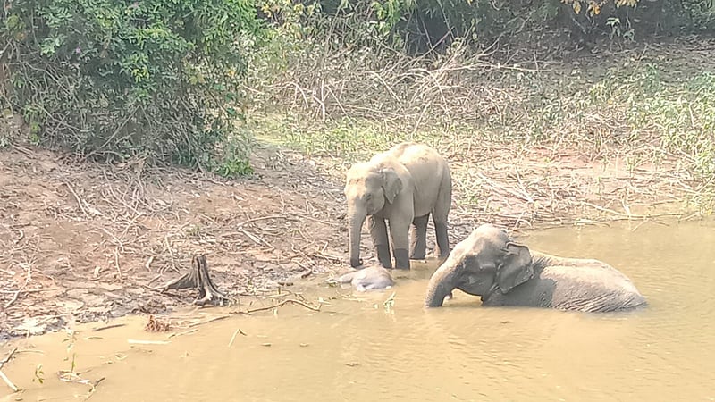 ডোবায় শাবকের মৃতদেহ, পাশে তিন দিন দাঁড়িয়ে হাতি দম্পতি