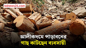 আলীকদমে ডিম পাহাড়ের পাড়াবনের গাছ অবৈধভাবে কেটে নিয়ে যাওয়ার অভিযোগ