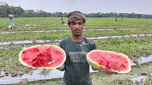 বরগুনায় টানা বৃষ্টিতে তরমুজ ক্ষেতে পানি, দিশেহারা চাষি